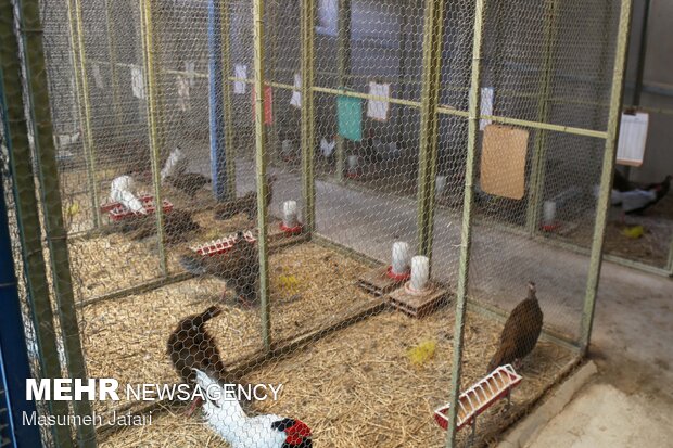 Breeding peacocks and pheasants in N Iran
