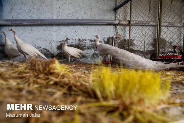 Breeding peacocks and pheasants in N Iran
