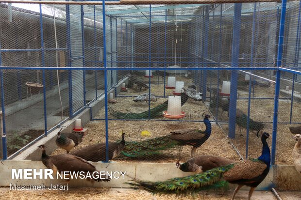 Breeding peacocks and pheasants in N Iran
