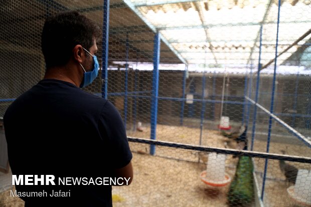 پروزش طاووس و قرقاول در Breeding peacocks and pheasants in N Iran
