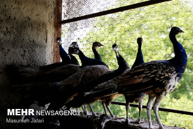 Breeding peacocks and pheasants in N Iran
