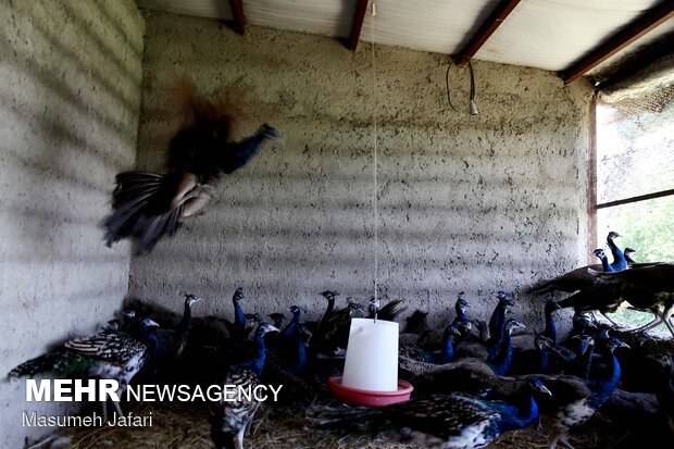 Breeding peacocks and pheasants in N Iran
