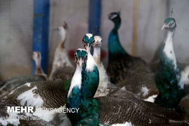 Breeding peacocks and pheasants in N Iran
