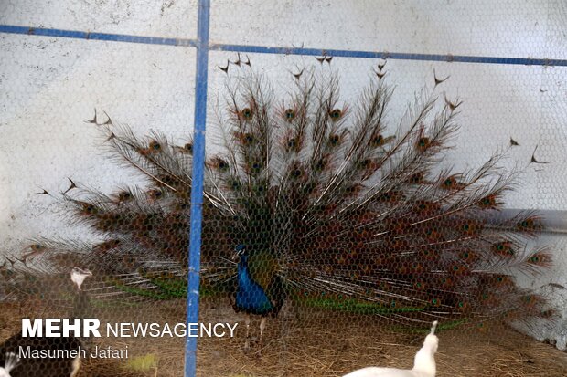 Breeding peacocks and pheasants in N Iran
