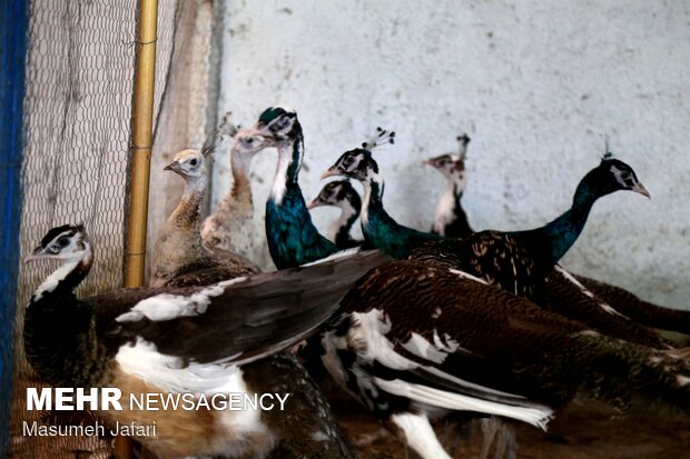 Breeding peacocks and pheasants in N Iran
