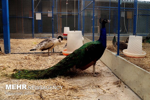 Breeding peacocks and pheasants in N Iran
