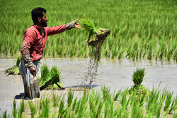 Farmers planting rice seedling in Isfahan