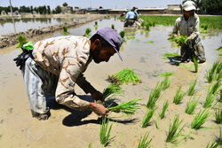 خشکه کاری برنج در ۴۶ هکتار از شالیزارهای مازندران اجرا شد