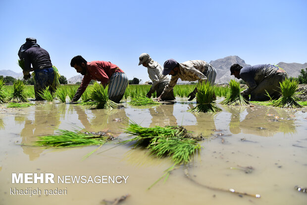 نشاء برنج در اصفهان