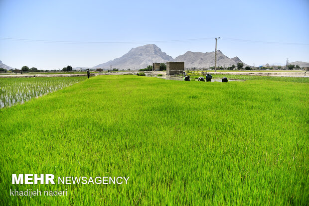 نشا برنج در اصفهان