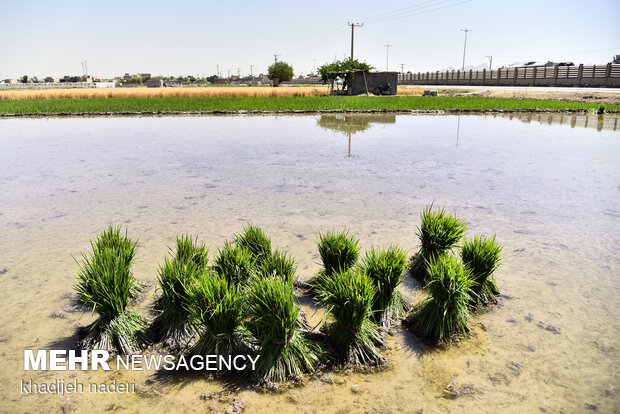 نشا برنج در اصفهان