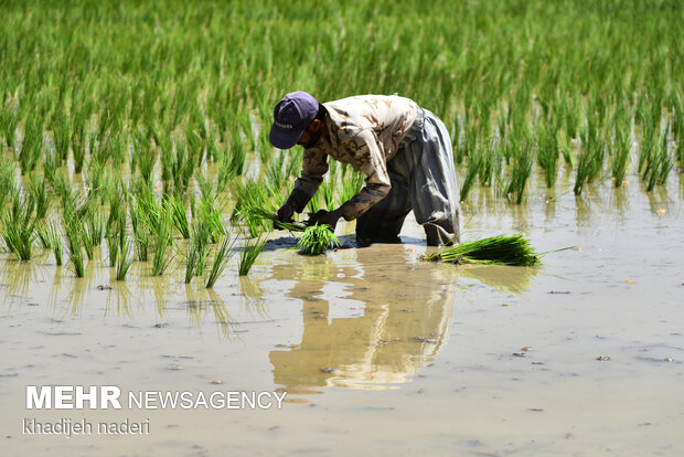 جایگزینی کشت برنج کینوا به جای چمپاراهکاری برای مصرف بهینه آب