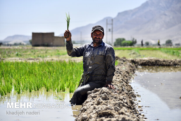 نشا برنج در اصفهان