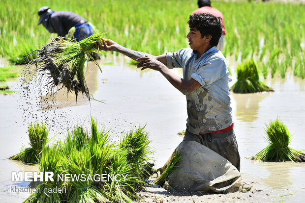 Planting rice sapling in Isfahan