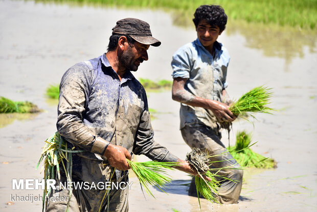 Planting rice sapling in Isfahan