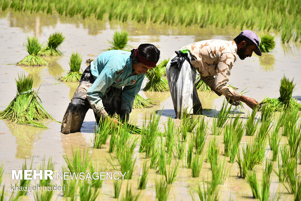 Planting rice sapling in Isfahan