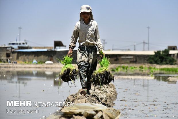 Planting rice sapling in Isfahan