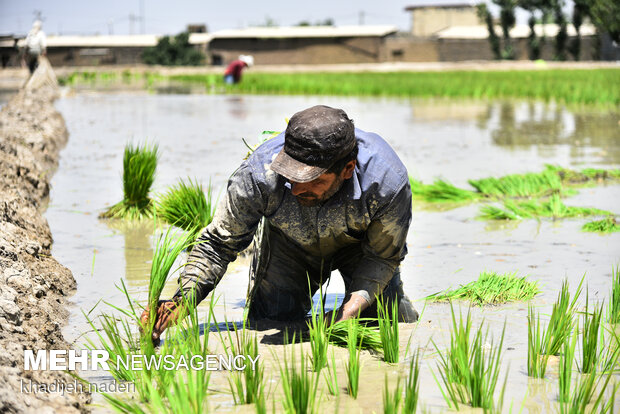 Planting rice sapling in Isfahan