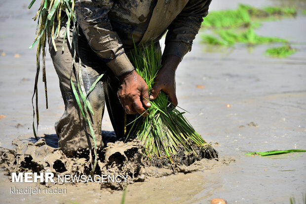 Planting rice sapling in Isfahan