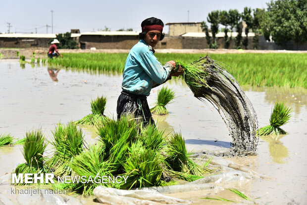 Planting rice sapling in Isfahan