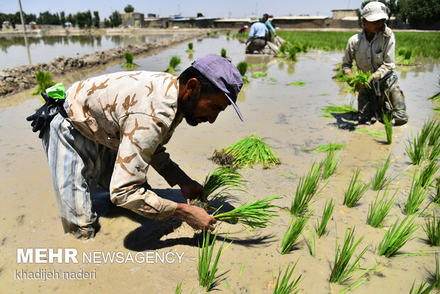 نشا برنج در اصفهان