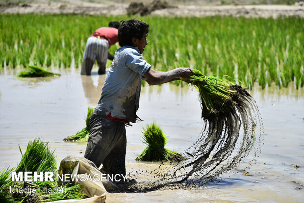 Planting rice sapling in Isfahan