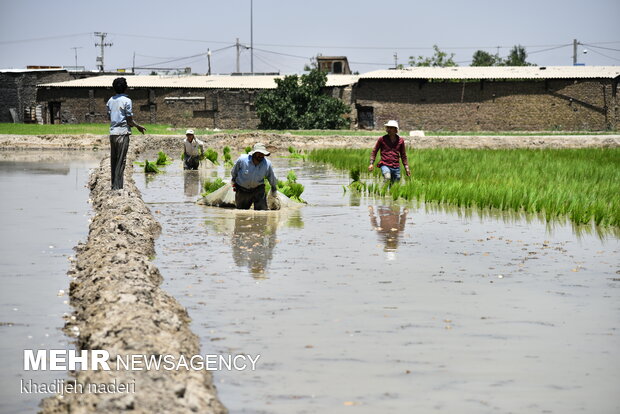 نشا برنج در اصفهان