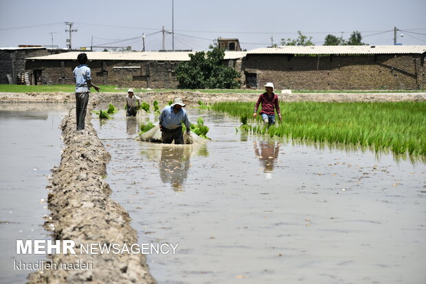 Planting rice sapling in Isfahan