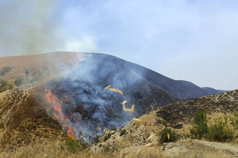 آتش‌سوزی مراتع و جنگل‌ها در استان بوشهر ۸۷ درصد کاهش یافت