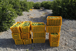 خرید بیش از ۳هزار تن لیمو بمنظور حمایت از باغداران هرمزگانی