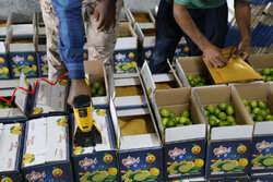 خرید بیش از ۱۰۰۰ تن لیمو در هرمزگان
