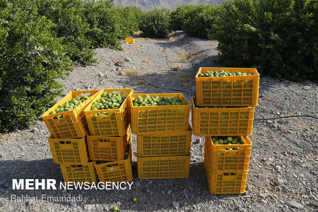 خرید بیش از ۳هزار تن لیمو بمنظور حمایت از باغداران هرمزگانی