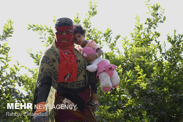 Harvesting sour lemons in Hormozgan province