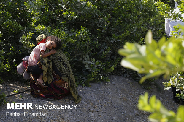 Harvesting sour lemons in Hormozgan province