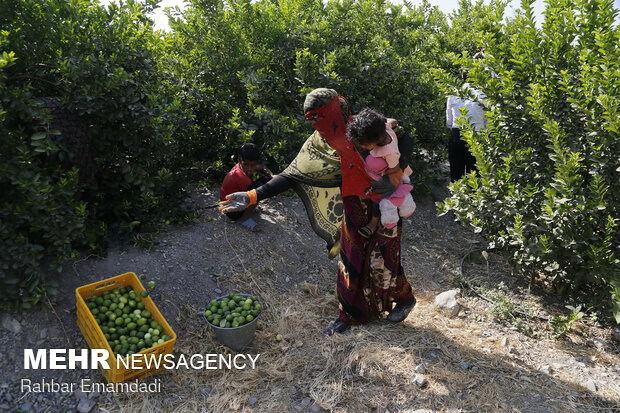 برداشت لیمو ترش از باغات استان هرمزگان