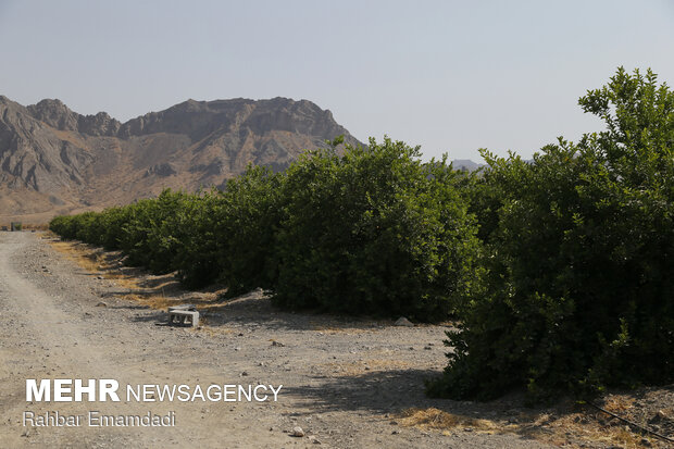 Harvesting sour lemons in Hormozgan province