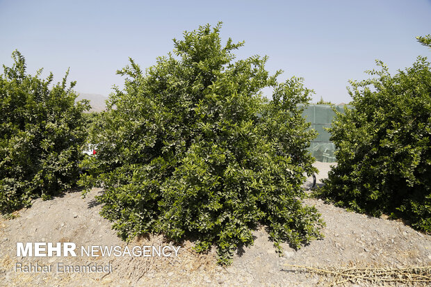 برداشت لیمو ترش از باغات استان هرمزگان