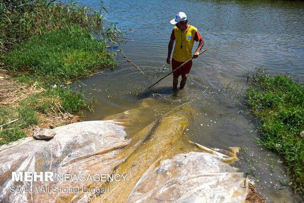 جمع آوری بچه ماهی ها برای رها سازی و انتقال به رودخانه  