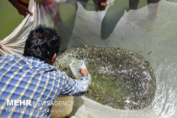 جمع آوری بچه ماهی ها برای رها سازی و انتقال به رودخانه  