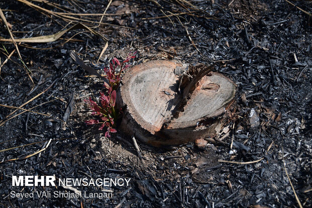قطع درختان و سوزاندن تنه درختان اطراف تالاب 