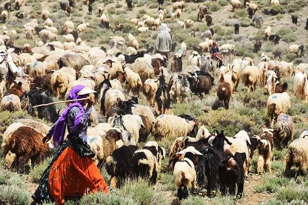 میزان تولید علوفه دام عشایر استان بوشهر ۵۰ درصد کاهش یافت