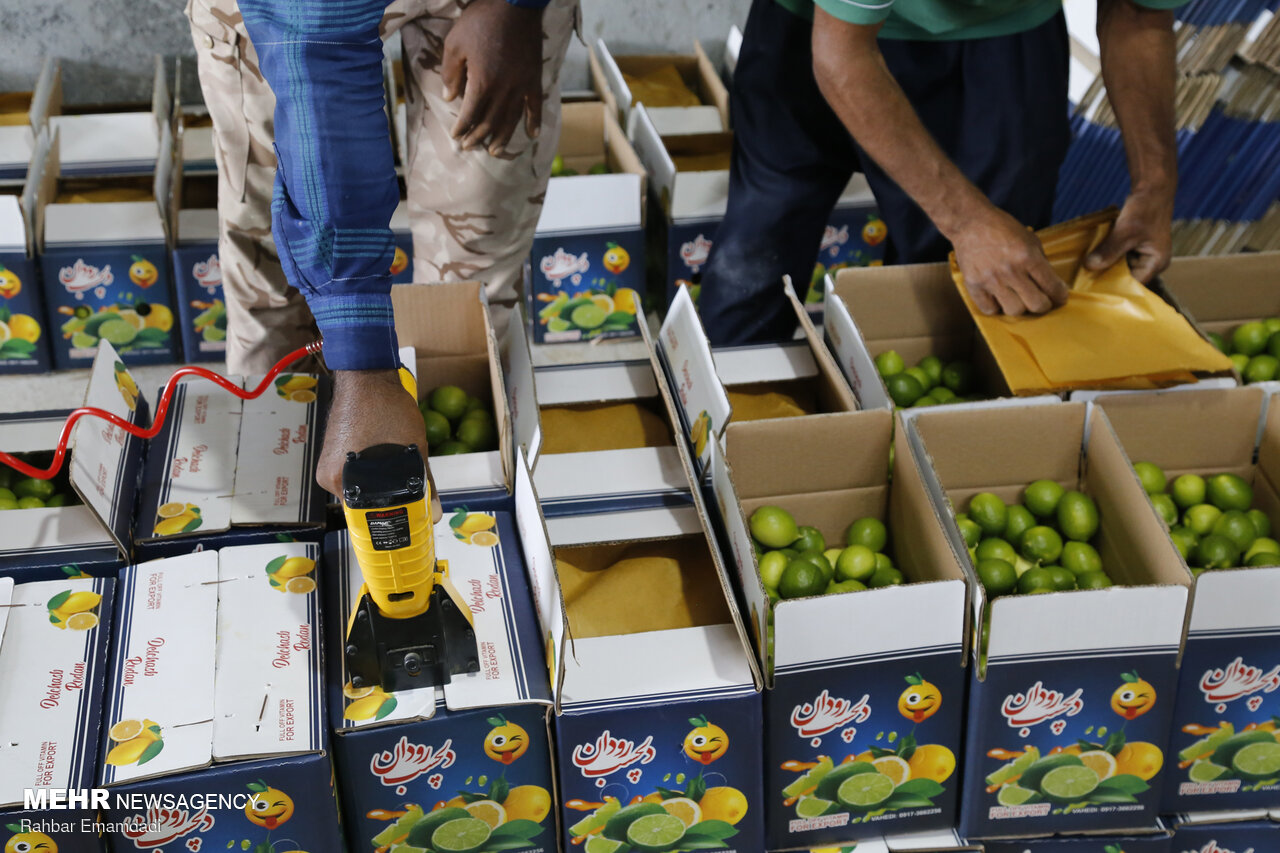 صادرات ۲۰ تن لیمو لیسبون جهرم به بازار روسیه