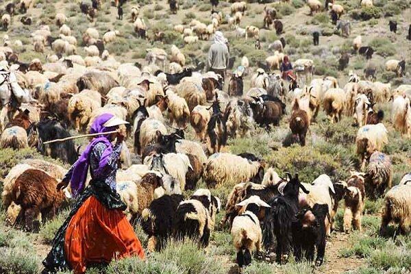 دام عشایر در رنج بی‌غذایی/صدای کوچ‌نشینان یزد به جایی نمی‌رسد