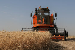 بیش از ۵۱۲ هزار تن گندم در استان فارس خریداری شده است