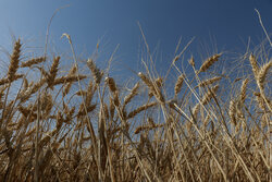 کشت قراردادی گندم در خوزستان اجرا می‌شود
