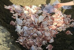 امحا ۱۶۴ هزار قطعه مرغ در کرمانشاه