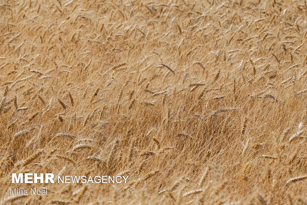 افزایش تولید گندم در آذربایجان شرقی با استفاده از بذور مرغوب