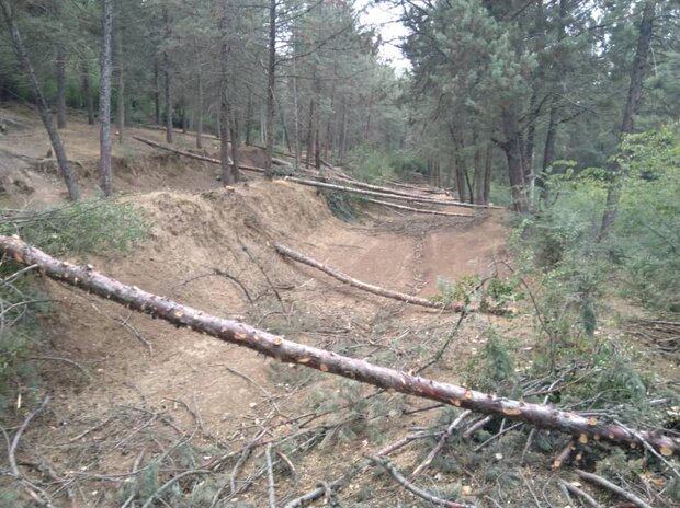 برداشت غیرقانونی از جنگل های علی آبادکتول/۵ نفر بازداشت شدند