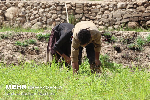 نشاء برنج در شالیزارهای منطقه رباط باغملک - خوزستان