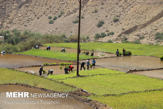 نشاء برنج در شالیزارهای منطقه رباط باغملک - خوزستان